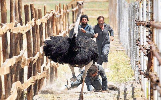 serçelerin şarkısı